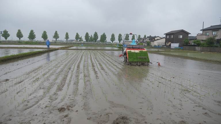 田植え