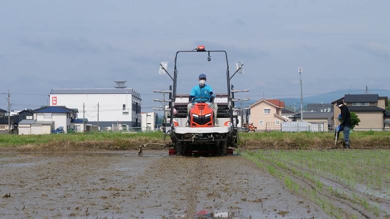 田植え