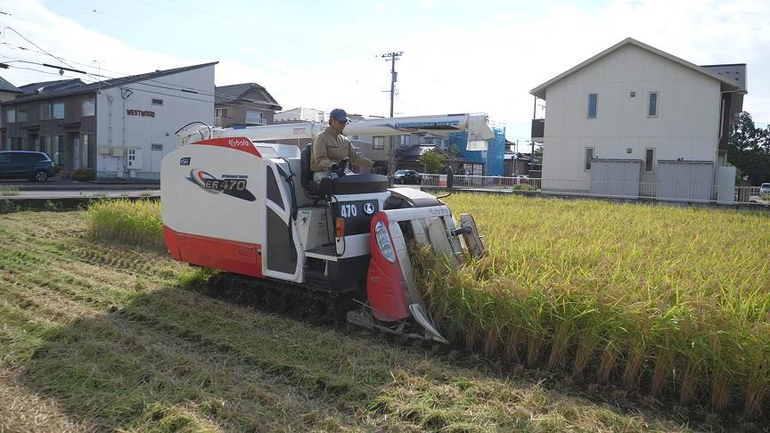 コシヒカリ