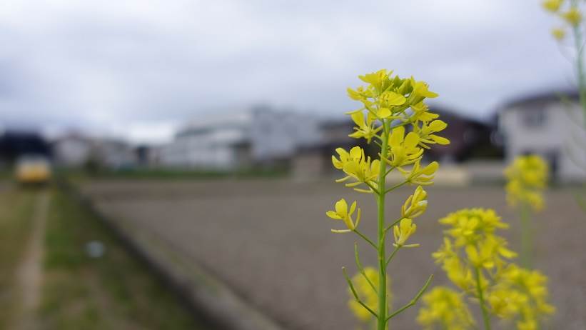 菜の花