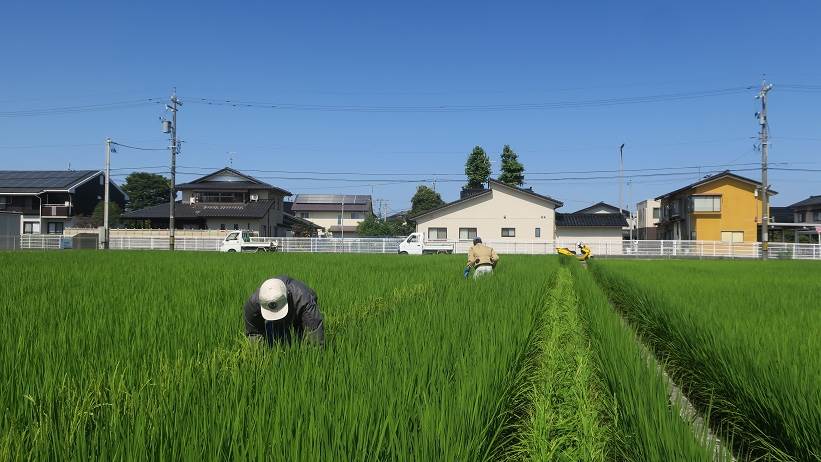 青田刈り