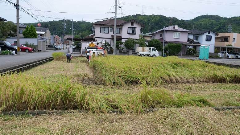 作業請負の稲刈り