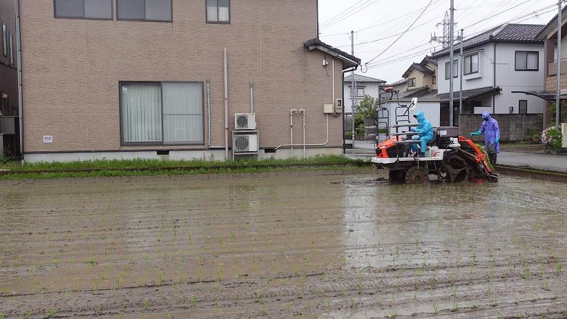 田植え