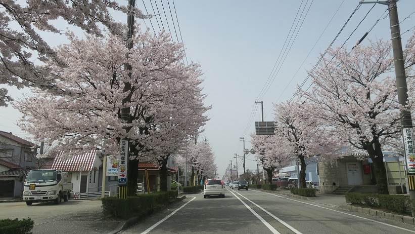 桜