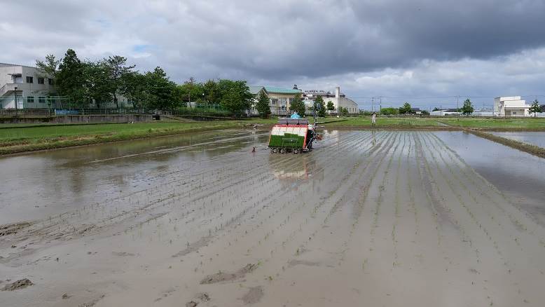 田植え