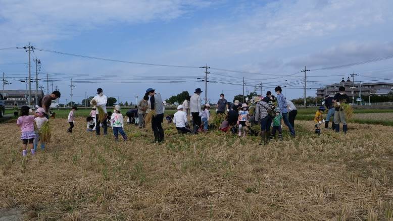 白銀幼稚園の稲刈り