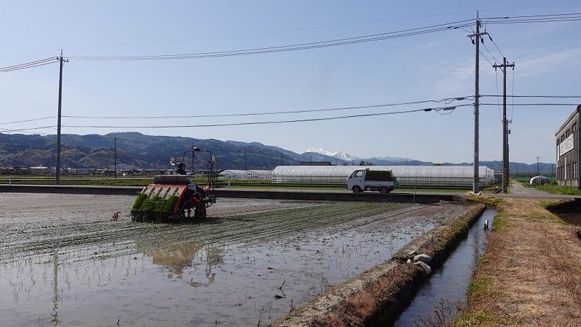 田植え