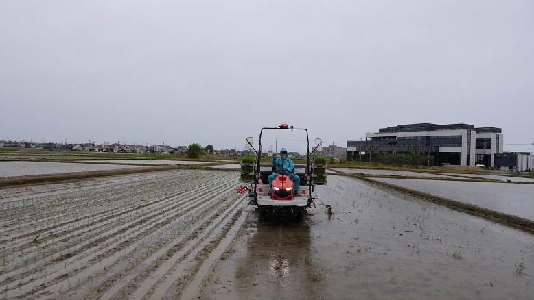 田植え