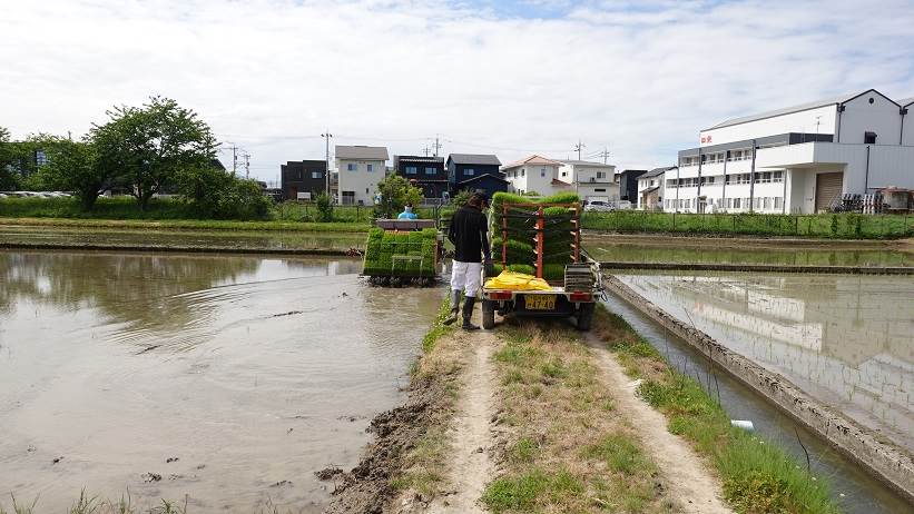 田植え