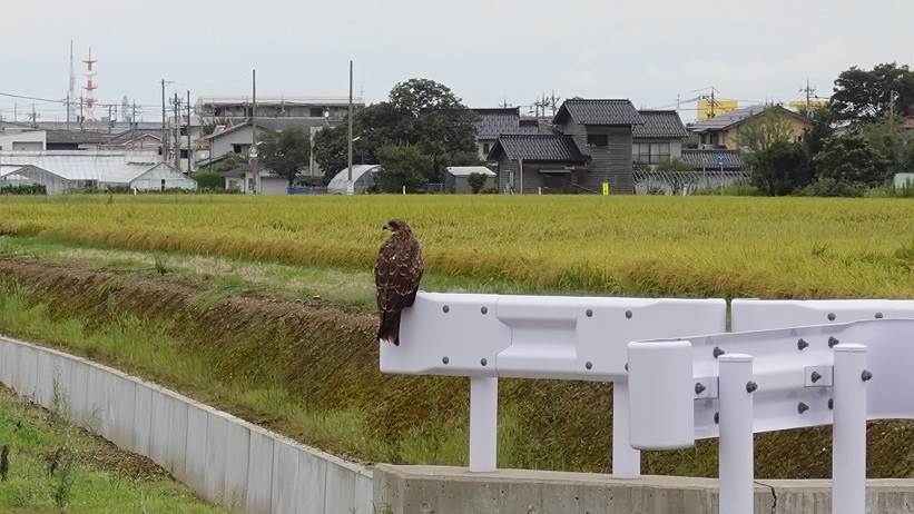 トンビ