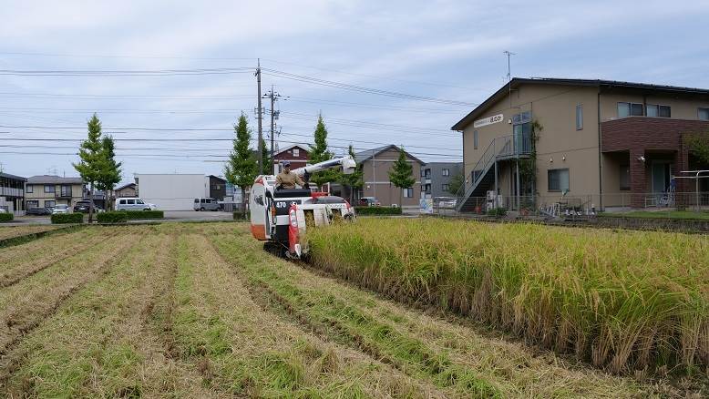 作業請負の稲刈り