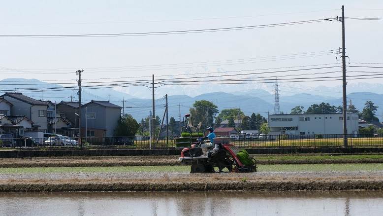 田植え