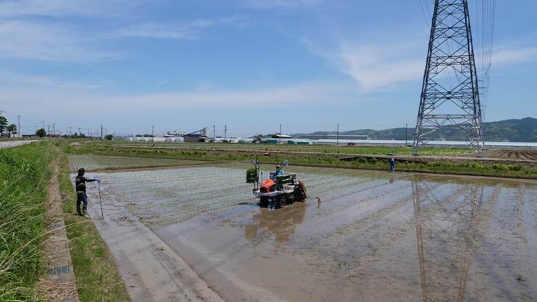 田植え