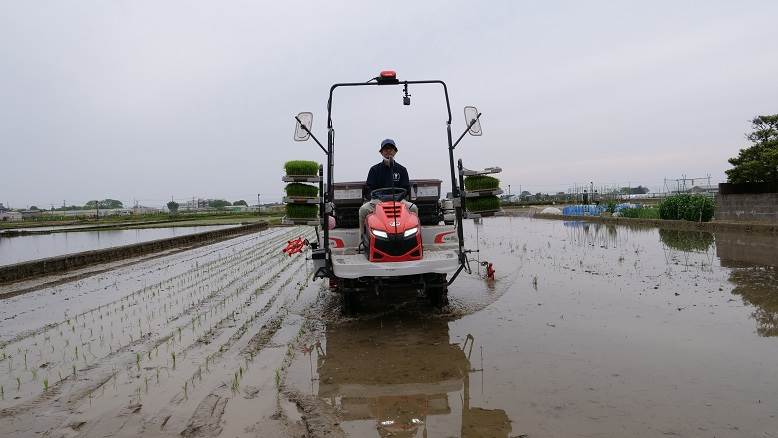 田植え