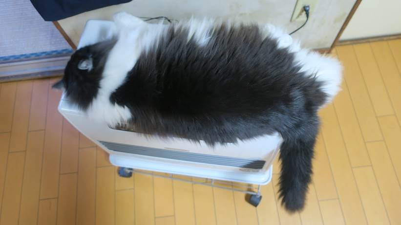 チョミゾウ