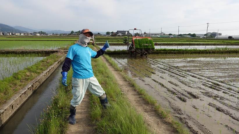 田植え