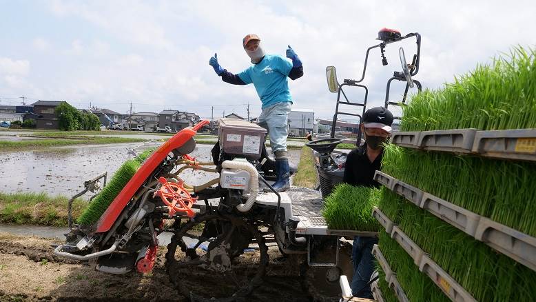 田植え