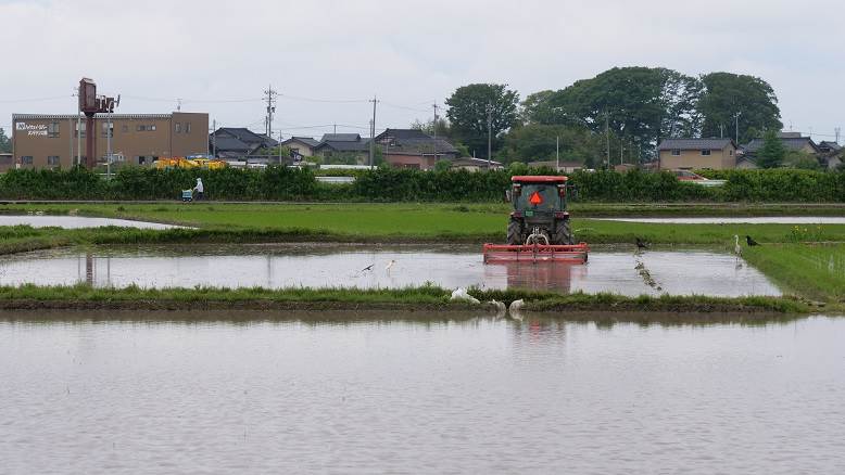 代掻き