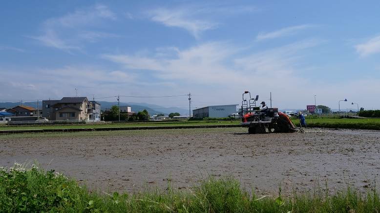 田植え