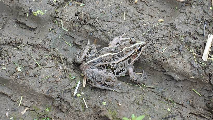 トノサマガエル